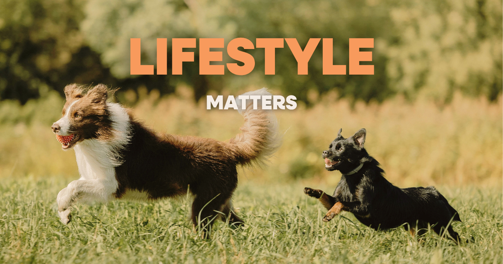 Are They Aging Faster Than You Think? How Your Pet’s Lifestyle Shapes Biological Age