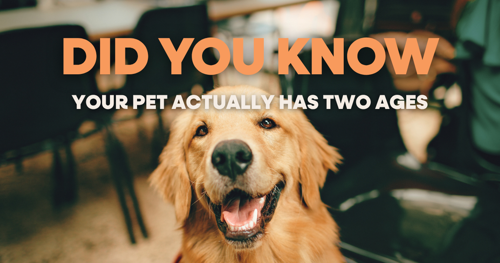 What is the Difference Between Chronological and Biological Age?