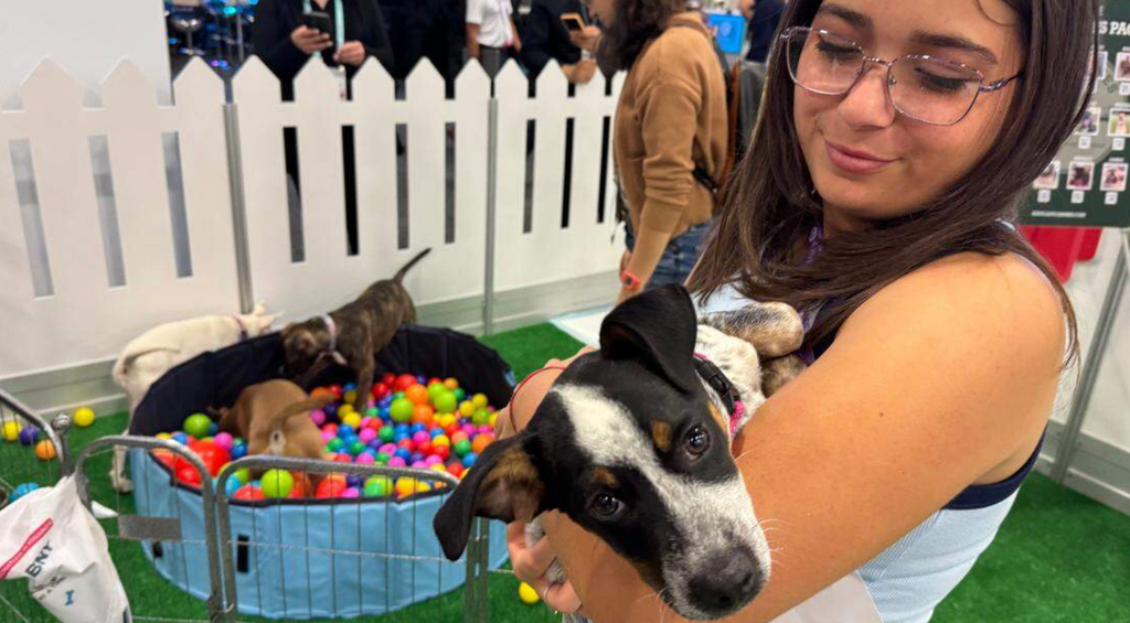 Virtual pet fostering. Aging tests for cats and dogs. How new tech could help Miami pets