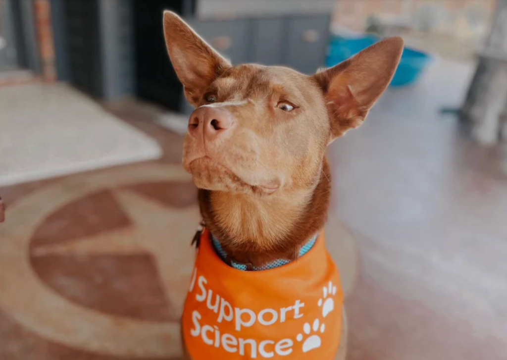 The age of the pet: How EpiPaws is changing the game when it comes to caring for our pets